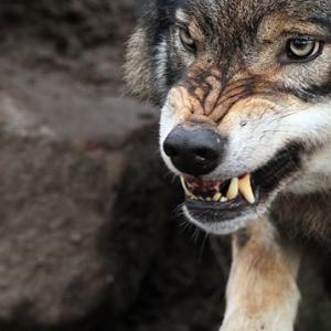 Сонник — волк: к чему снится во сне черный, белый, серый волк?