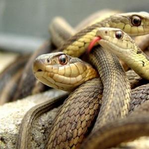 Много змей толкование сонника